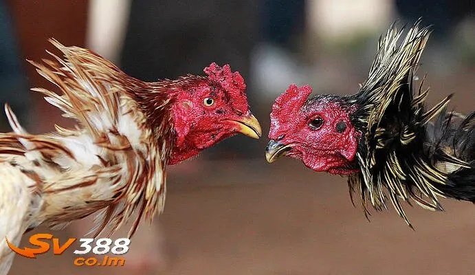 luu y vang va goc khuat tu su ke sv388 Lưu ý vàng và góc khuất từ sư kê sv388