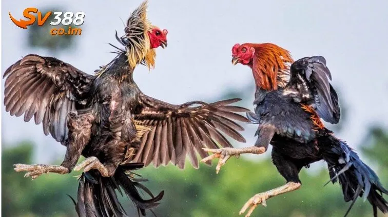 phan tich chi tiet cac the da ga choi va cach doi pho Phân tích chi tiết các thế đá gà chọi và cách đối phó