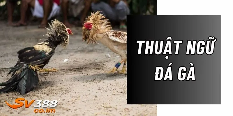 tam quan trong cua thuat ngu da ga tai sv388 Tầm quan trọng của thuật ngữ đá gà tại sv388